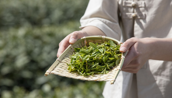 茶的起源 茶的起源与传说